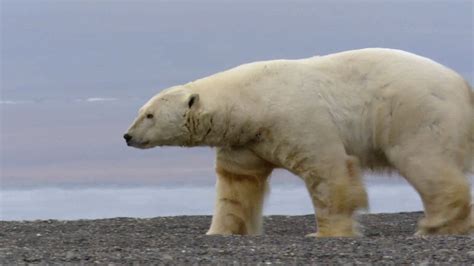 Polar bear | Description, Habitat, & Facts | Britannica