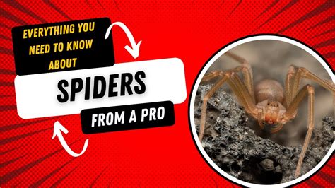 Pest Control Everything You Need To Know About Spiders Youtube