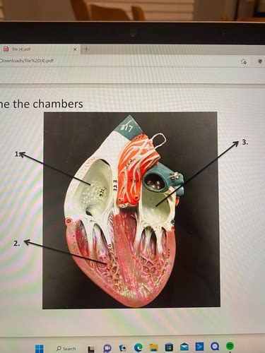 Final Lab Exam Flashcards Quizlet