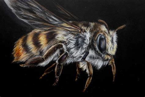 Artists Who Create Artworks Of Insects The Arty Teacher