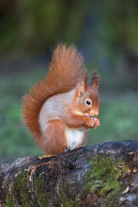 Eichhörnchen Sciurus vulgaris Eskrigg Bild kaufen 71177009