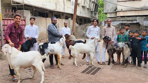 Dhamaka Quality Sale Ghar Ke Pale Hue Set Goats Lo Aur Qurbani Karo