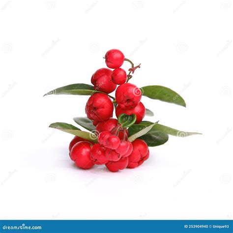 Wintergreen Berries with Foliage on White Background Wintergreen ...