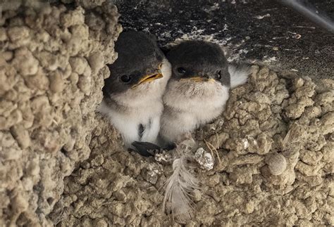 Mapper App House Martin Conservation Uk And Ireland