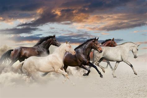 Five Horse Run Gallop Stock Photo Image Of Group Herd 44357838