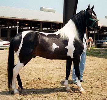 Spanish Jennet Horse Society - Spotted Paso Horses : Pintado ( Pinto ) and Atigrado ( Tiger ...