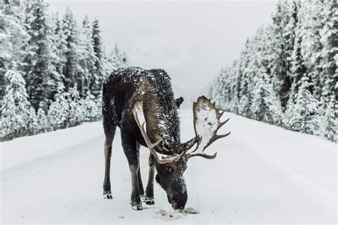 Moose Winter Wallpapers - Wallpaper Cave