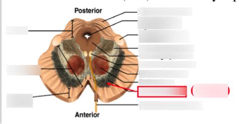 Midbrain Transverse Section Diagram Quizlet