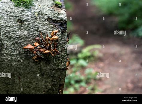 Soporte hongos creciendo desde el tocón de un árbol haya muerto