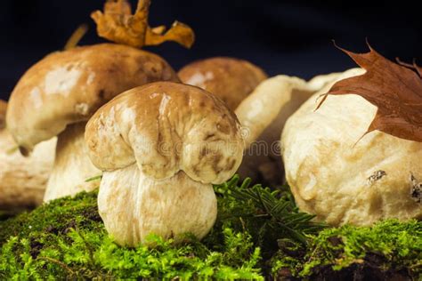 Boletus Edulis Also Called Cep Penny Bun Porcino Or Porcini Mushroom