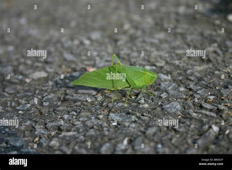 Green Insect That Looks Like A Leaf Stock Photo Alamy