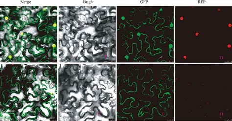 一文带您了解亚细胞定位（subcellular Localization） 赛思基因——硬核科技，突破“基”限 遗传转化一站式解决方案