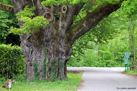 Le Gros Ch Ne De St Martin Bellevue Haute Savoie Les T Tards Arboricoles