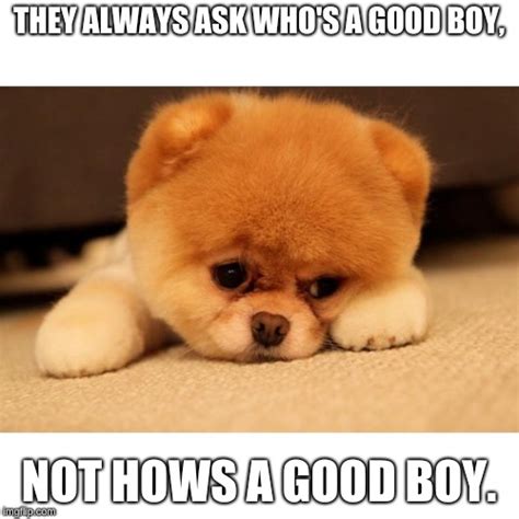 Sad puppy Memes - Imgflip