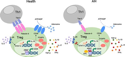 Frontiers Dysfunctional Immune Regulation In Autoimmune Hepatitis