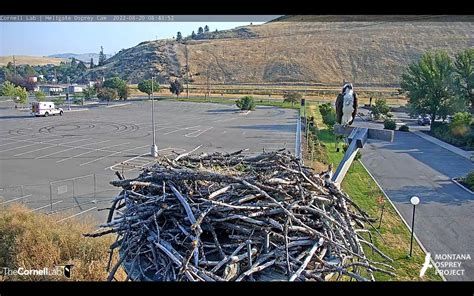 Hellgate Osprey On Twitter RT Carol53106861 HellgateOsprey Iris