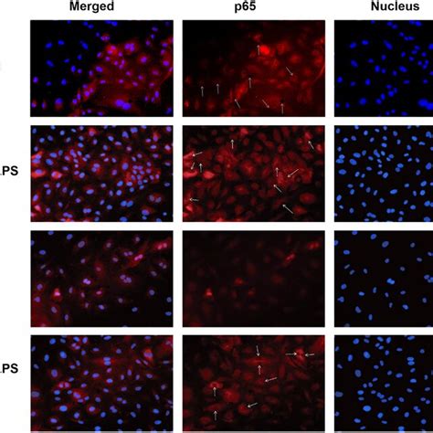 Effects Of Aagalps On Tnf Induced Vcam Icam And Mcp