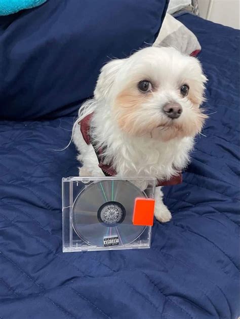 Yeezus dog | Póster de música, Raperos, Animales