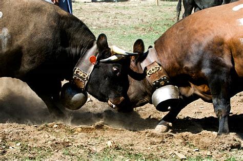 fight stock  pictures royalty  images istock