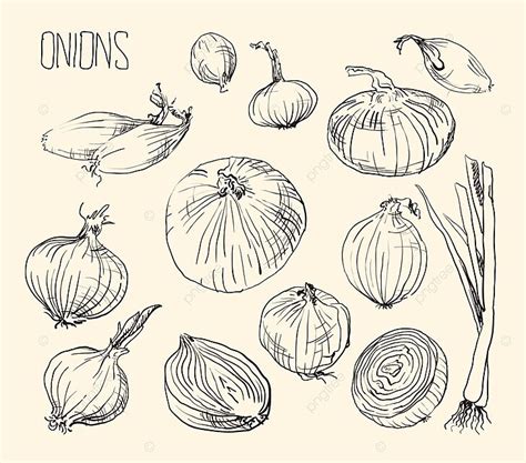 Onion Setvector Illustration Shallot Icon Cuisine Vector Shallot Icon