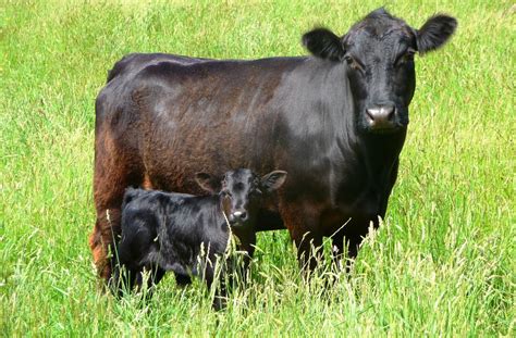 About Dexters - Dexter Cattle Promotion Group of Tasmania DCAI