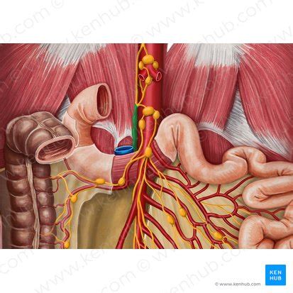 Cisterna chyli: anatomy and function | Kenhub