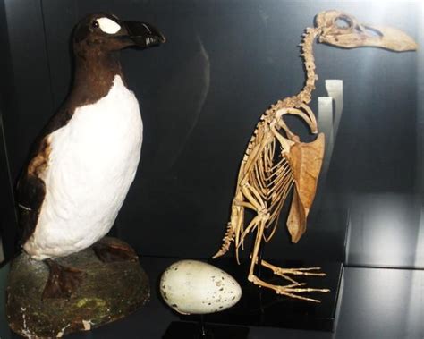 10 Facts About The Great Auk Great Auk Bird Sea Birds