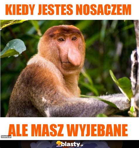 Kiedy Jestes Nosaczem Memy Gify I Mieszne Obrazki Facebook Tapety