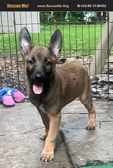 Adopt Belgian Malinois Rescue Houston Tx