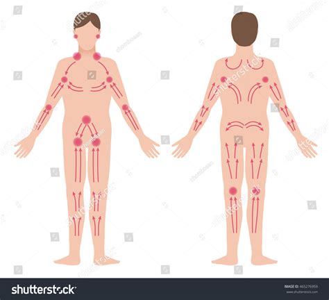 Mans Lymphatic Massage Diagram Front Back เวกเตอร์สต็อก ปลอดค่า