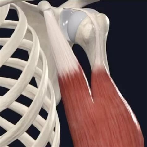 Bradley Blair Osteopath On Instagram Brachioradialis Is A Fusiform