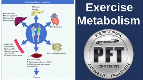 Exercise Metabolism | Education for Personal Trainers - YouTube