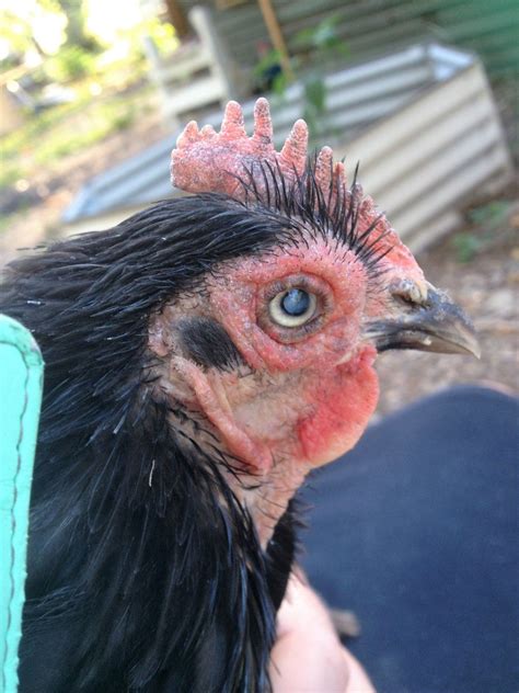 Chicken Suddenly Blind With Mouldy Comb BackYard Chickens Learn