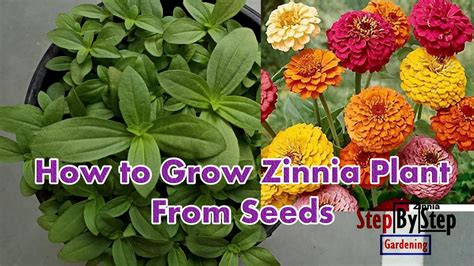 How To Plant Zinnia Seeds Back Gardener