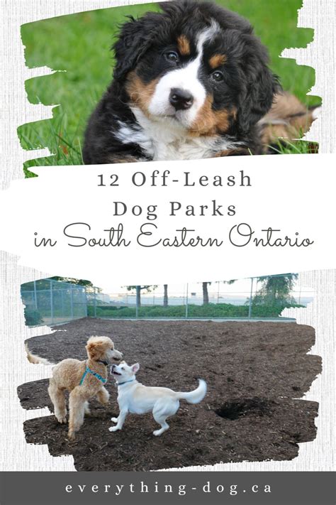 16 Amazing Off Leash Dog Parks In Durham Region Artofit