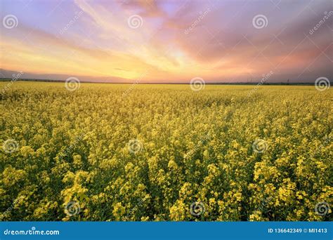 Canola Field Rapeseed Plant Stock Image Image Of Flower Green 136642349