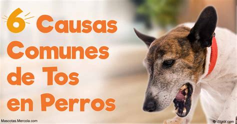 Causas Comunes De Tos En Perros