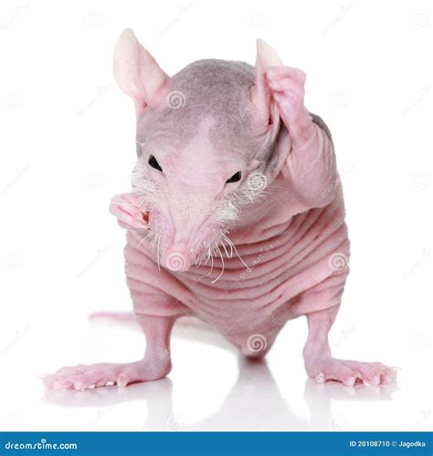 Hairless Rat On A White Background Stock Photo - Image: 20108710