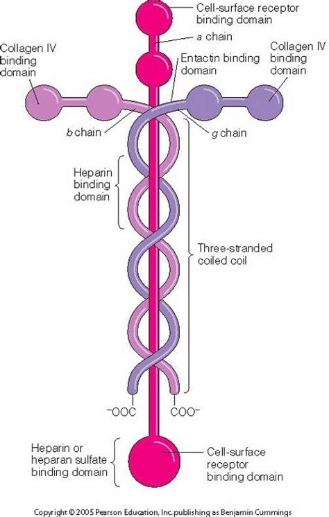 Mountain Climbing for Beginners: REPOST: Laminin