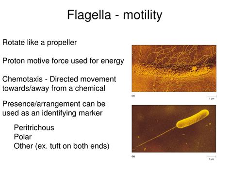 Ppt Morphology Of Prokaryotic Cells Cell Shapes Powerpoint Presentation Id 1927554