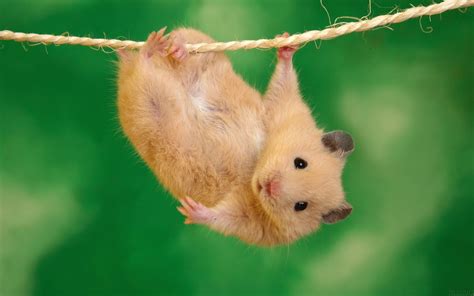 Update 56+ cute hamster wallpapers - in.cdgdbentre