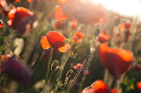 Red Poppies Flowers Free Photo On Pixabay Pixabay