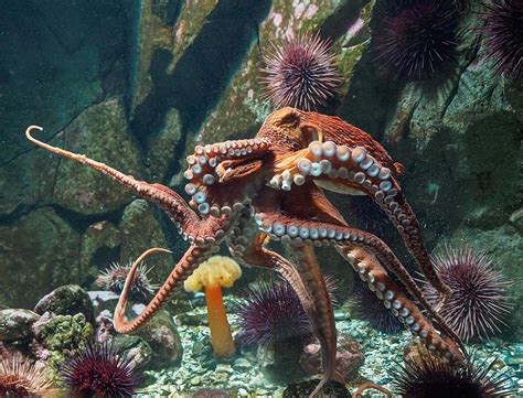 Giant Pacific Octopus Wall Mural Wallpaper Canvas Art Rocks