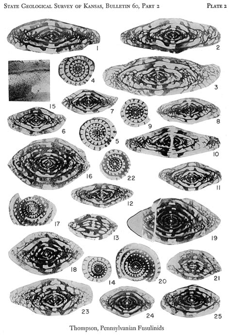 Kgs Pennsylvanian Rocks And Fusulinids Plates