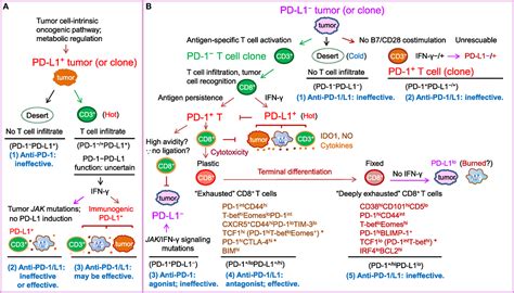 Frontiers Pd 1pd L1 Blockade Have We Found The Key To Unleash The