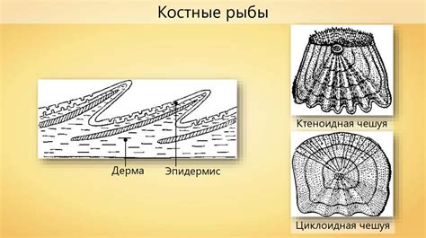 Класс Рыб. Общая характеристика рыб - презентация онлайн
