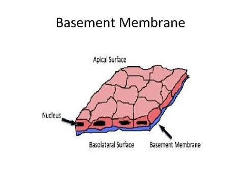 Basement Membrane Basement Membrane The Basement Membrane Is