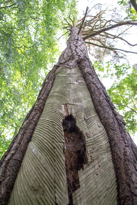 Free Images Tree Nature Forest Branch Wood Leaf Trunk Log