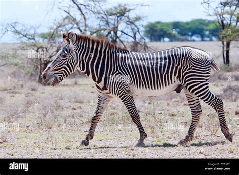 Grevy S Zebra Equus Grevyi Single Stallion Braying While Walking In