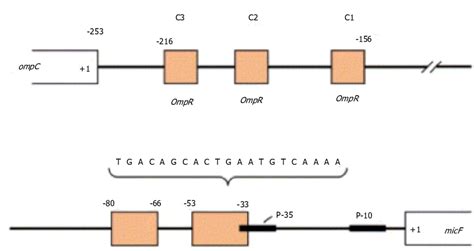 Schematic Of Micf Gene Upstream P P Promoter Region And